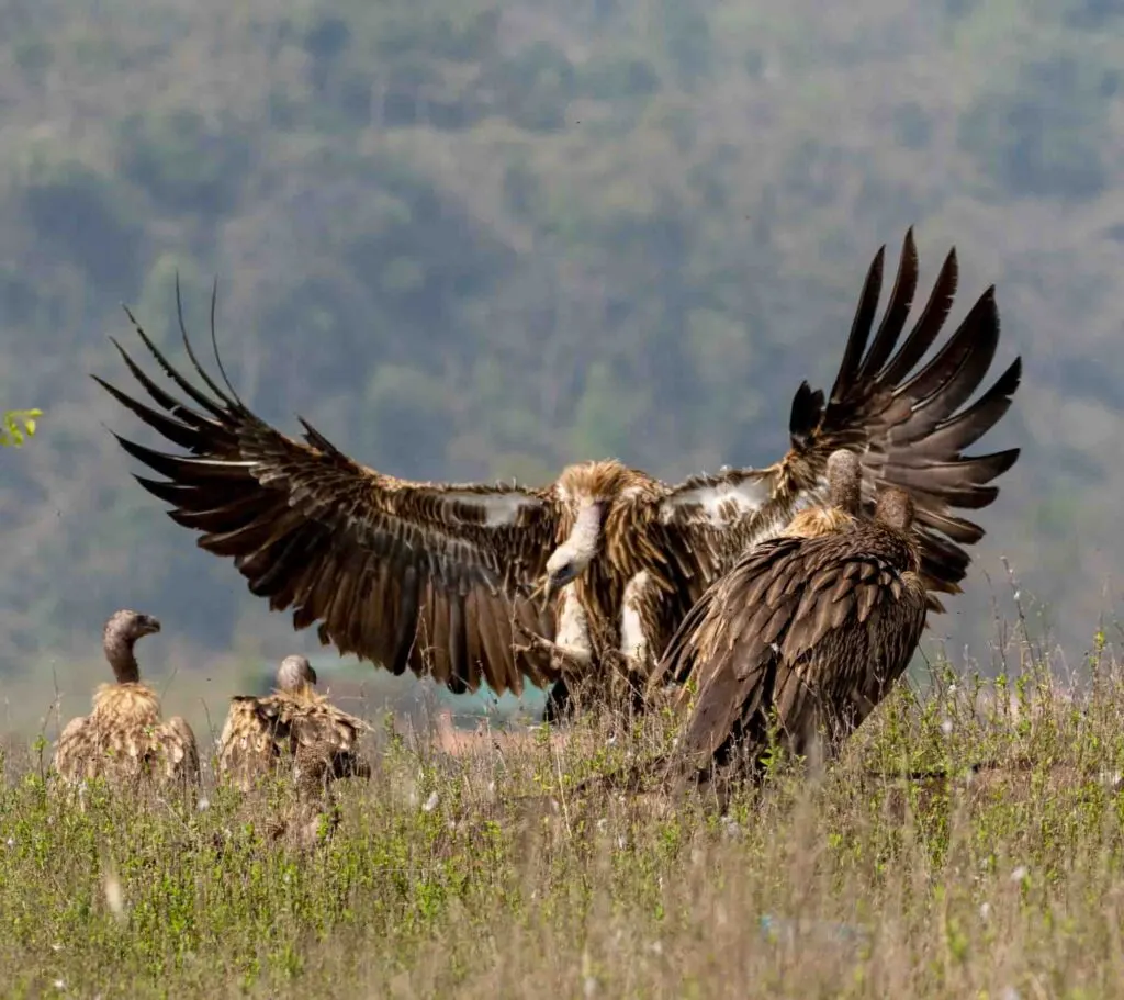 Himalayan griffon vulture with open wings