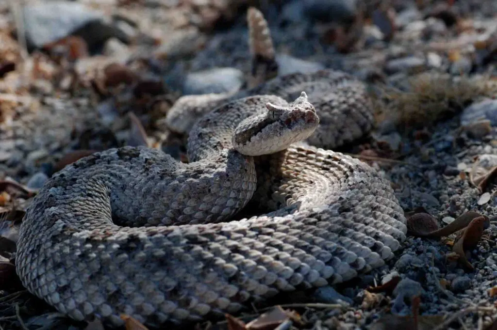 The horned rattlesnake is the fastest snake in the world!