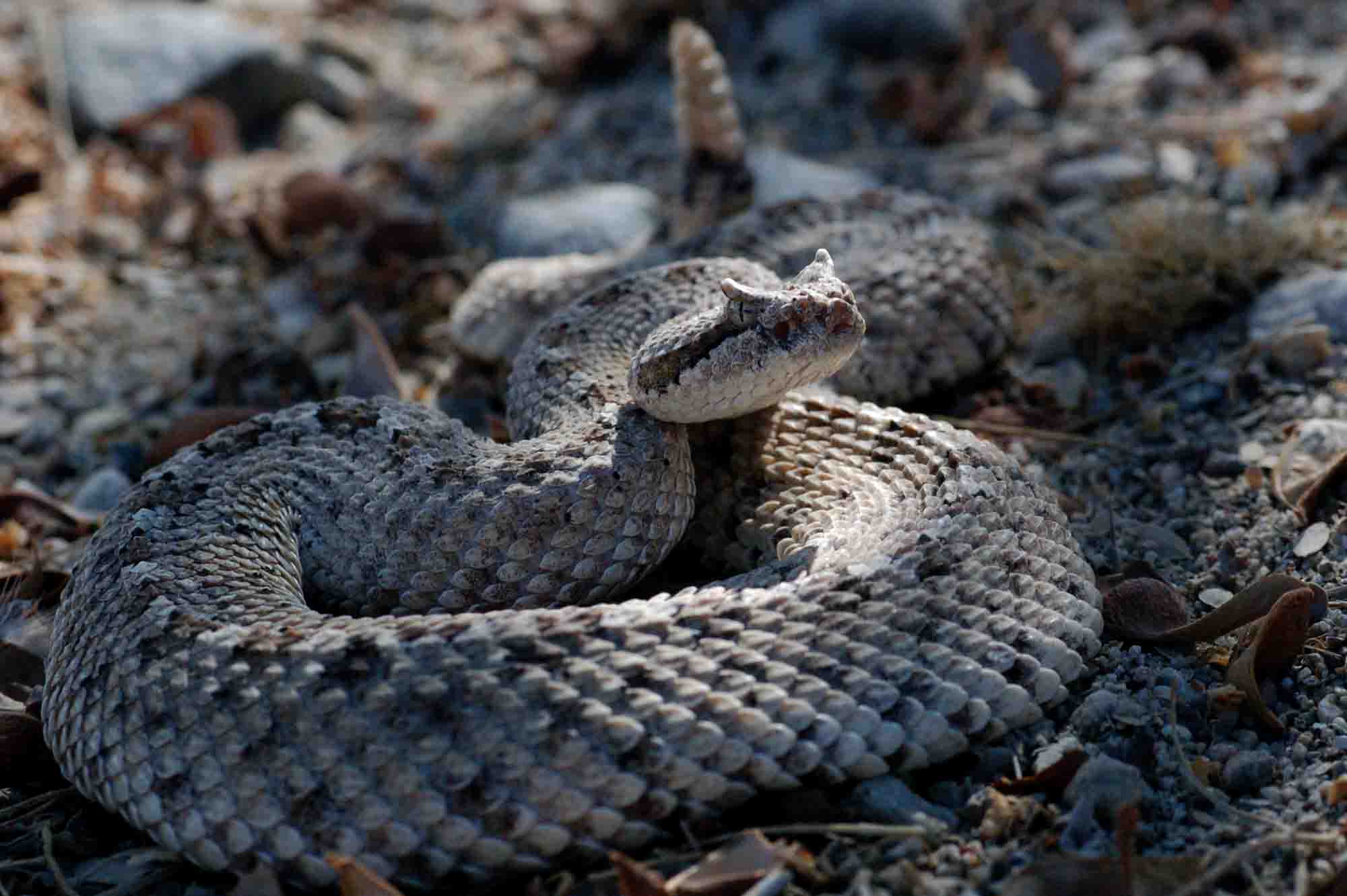 Close up of Australian Common Death Adder snake showing lure at tip of tail