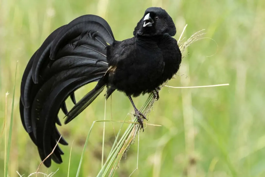 Male Jackson widowbird in courtship plumage