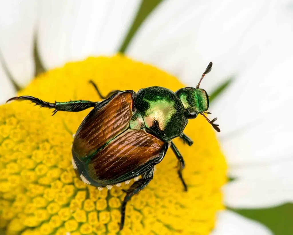 Japanese Beetle Perched on a White Daisy