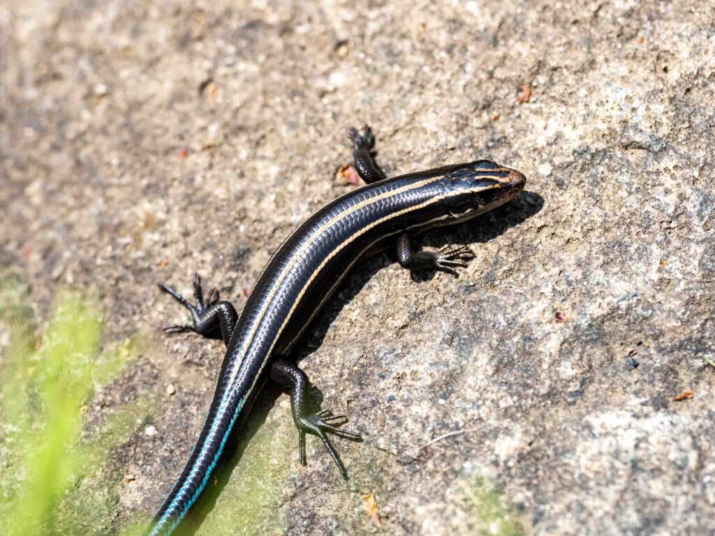 Japanese Five-lined Skink on a rock