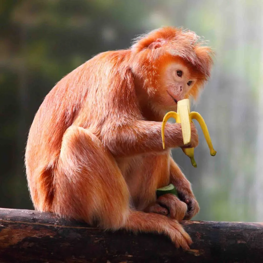 Javan langur monkey eating ripe banana