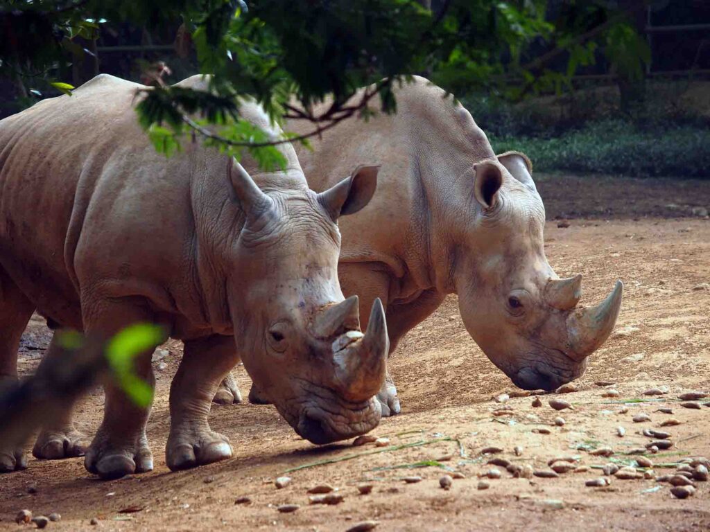 Javan rhino eating