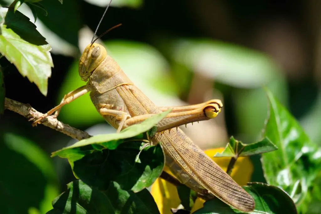 Javanese grasshopper on green leaves