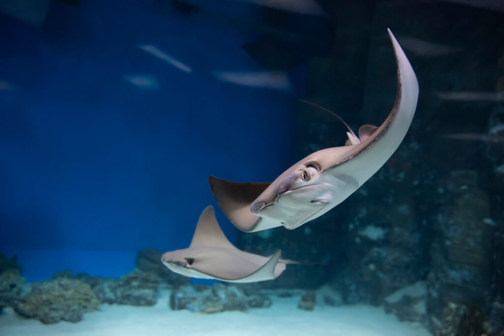 Javanese cownose rays swimming in the water
