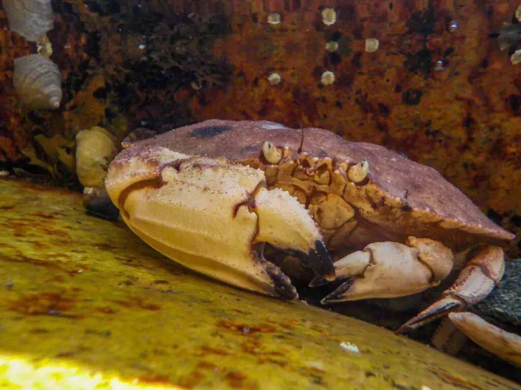 Jonah crab hiding between rocks