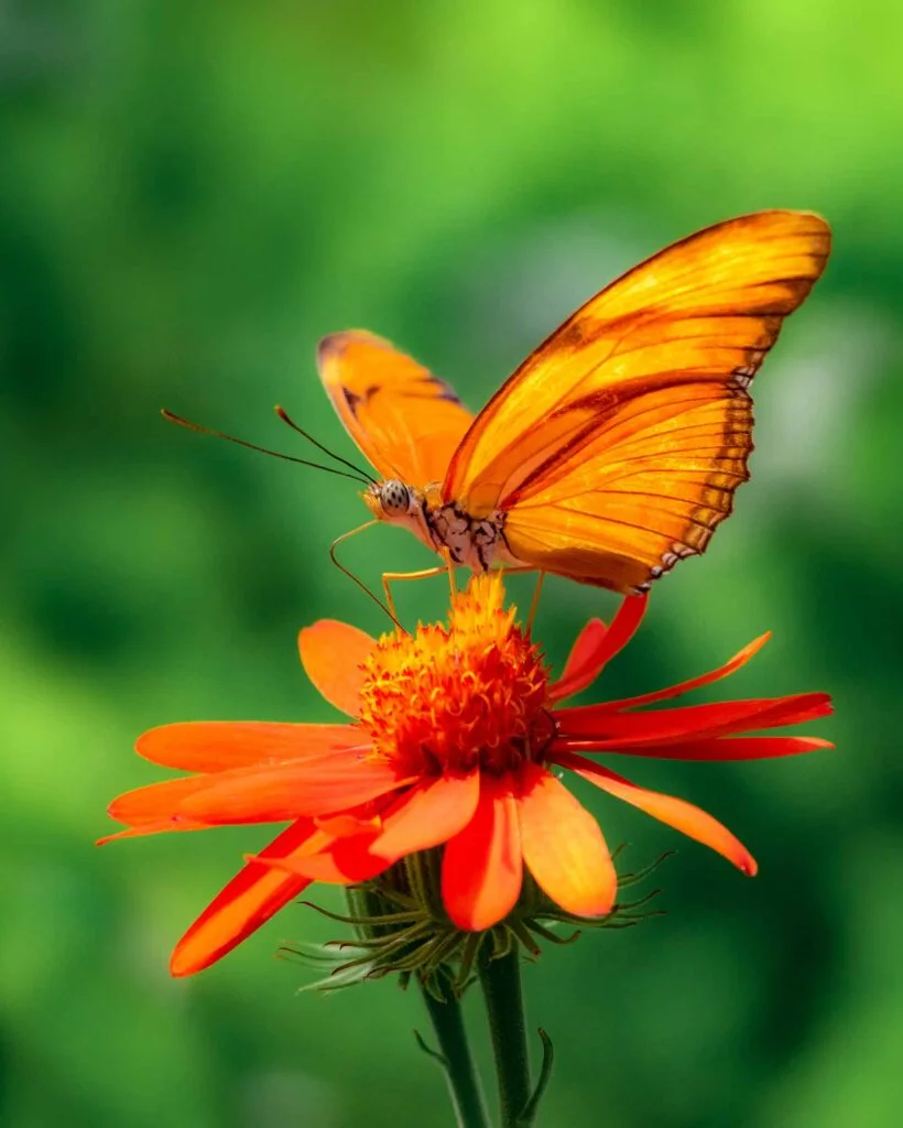 Julia butterfly on flower