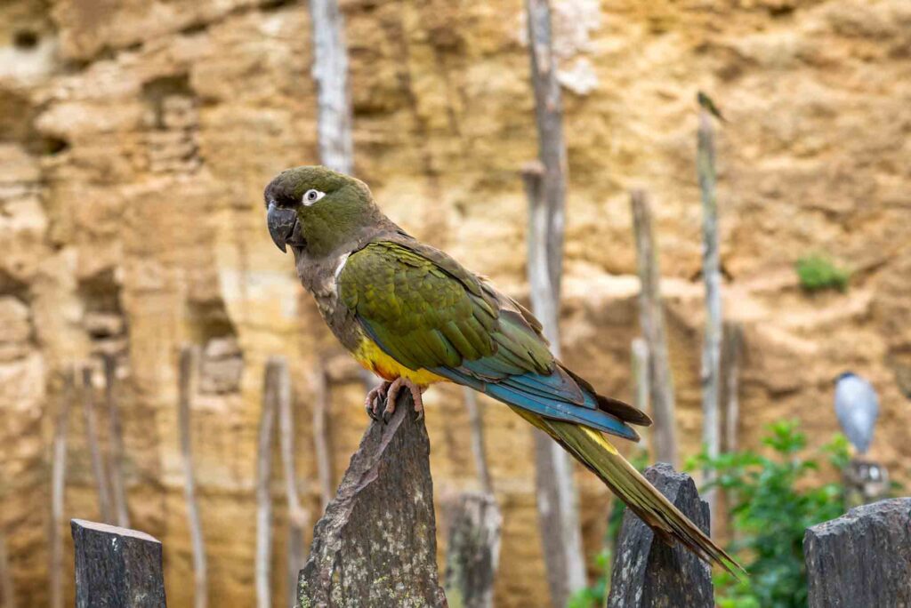 Kakapo or owl parrot in the Amazon