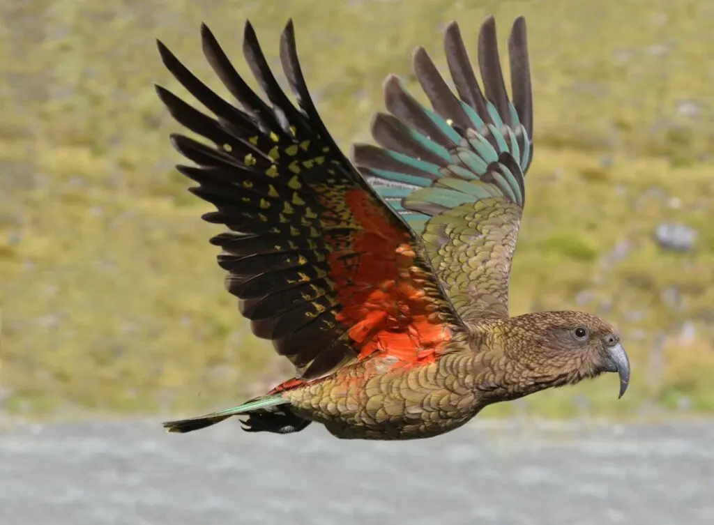 Kea Mountain Parrot flying