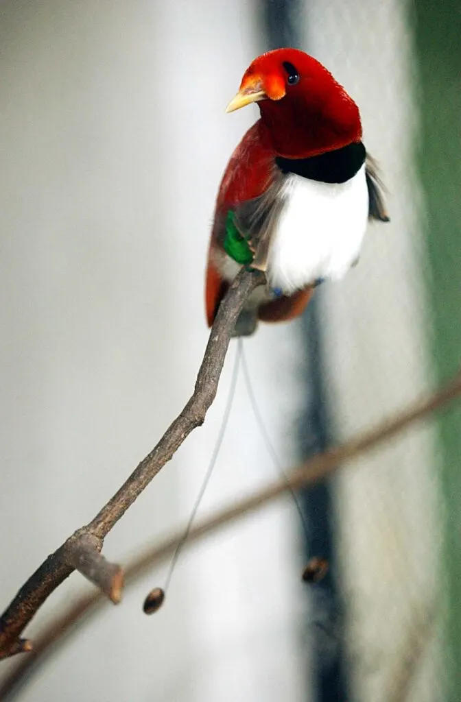 King bird-of-paradise on tree