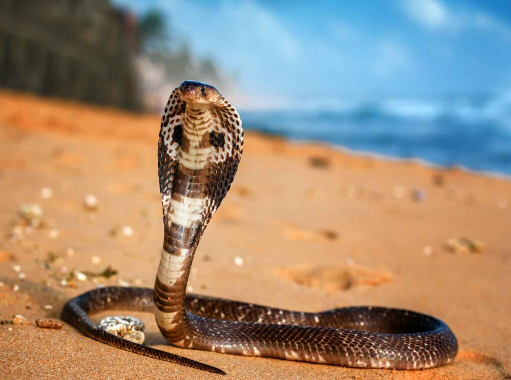 King cobra snake on the beach sand