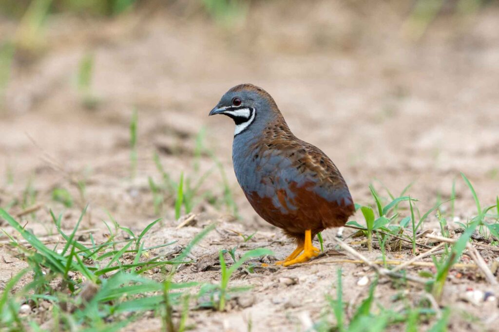 King quail standing on the ground