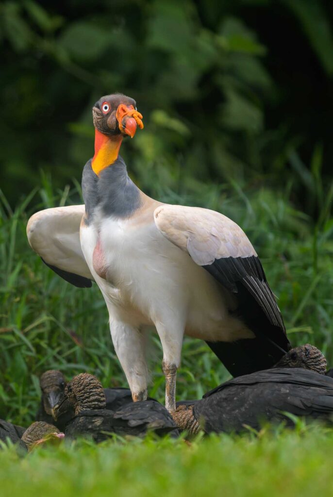 King vulture standing on grass