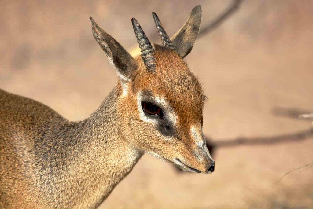 Kirk's dik-diks are some of the animals that start with K