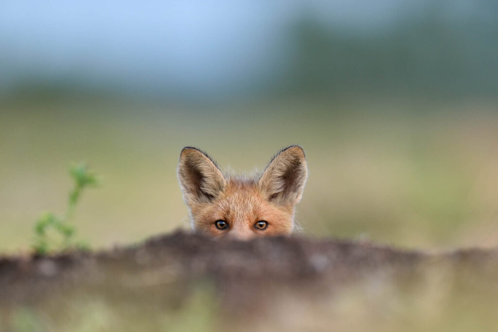 Kit fox peeking