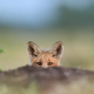 Kit fox peeking
