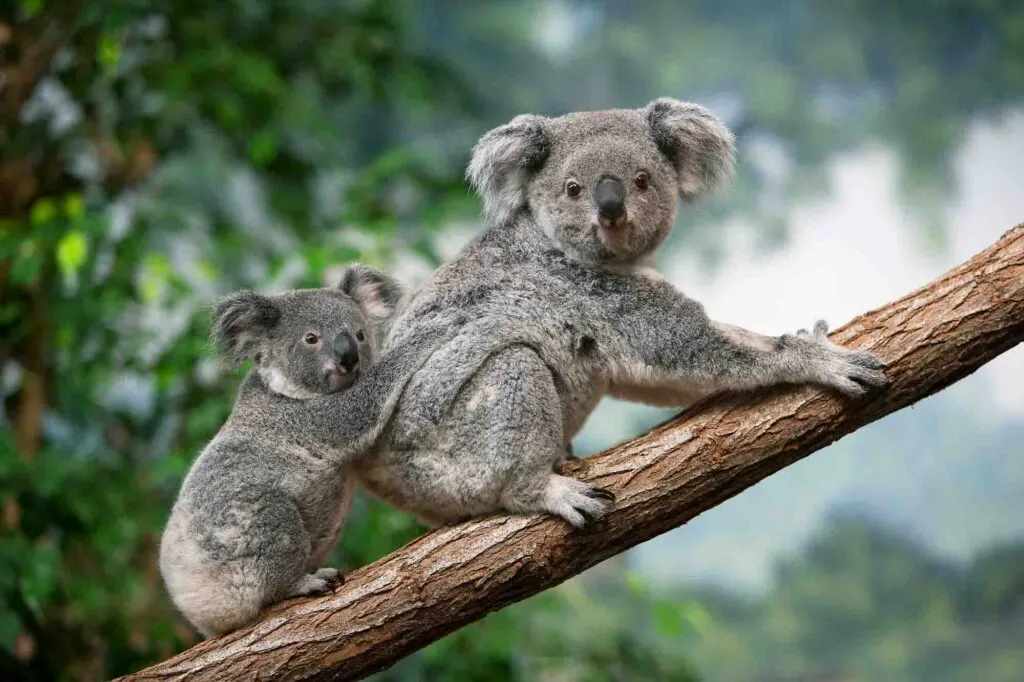 Koala Mother with Young standing on Branch