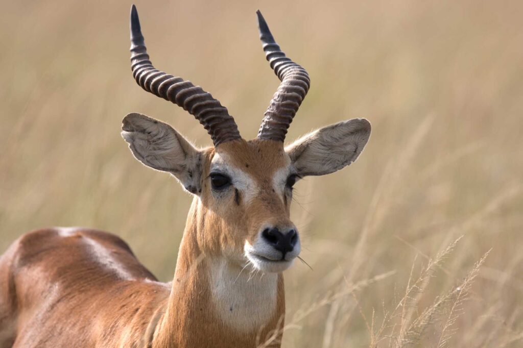 Kob antelope portrait