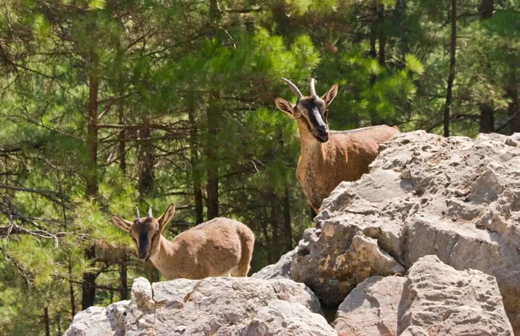 Kri-kri goats near rocks