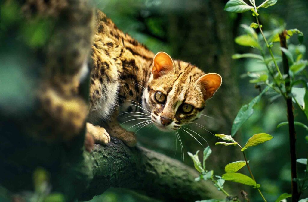 Leopard Cat facing camera