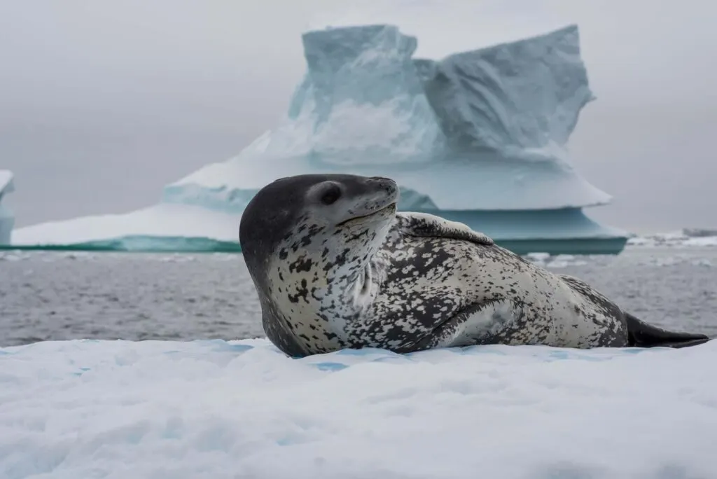 Leopard seal on an ice flow