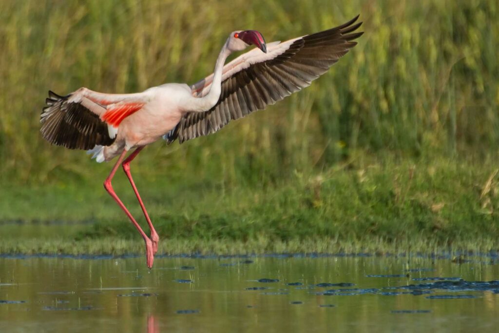 Lesser Flamingo taking flight