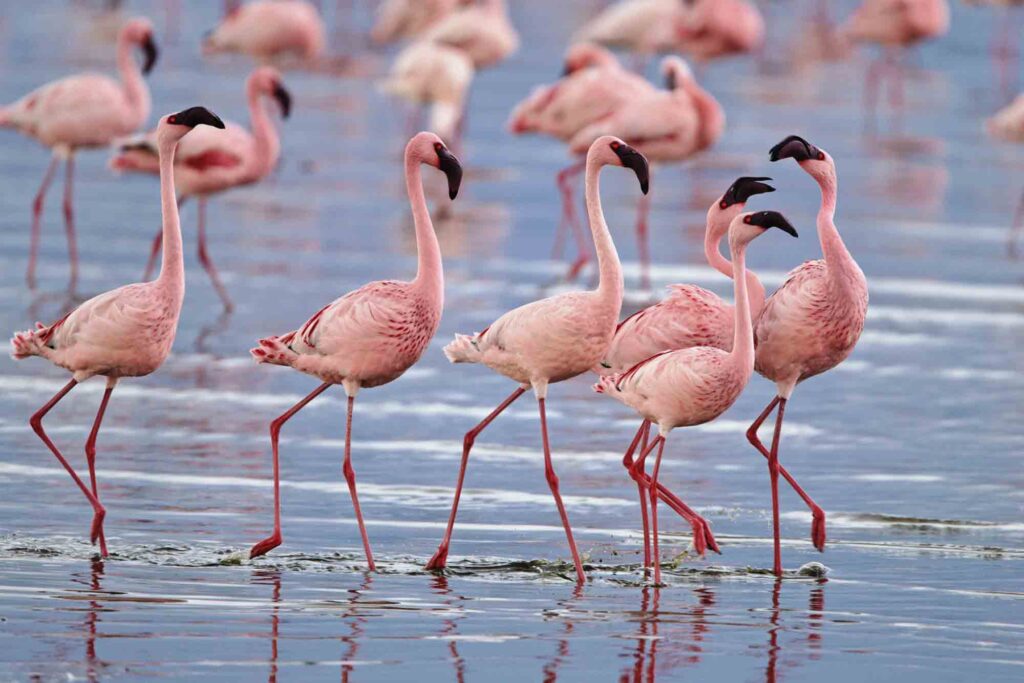 Lesser Flamingo flock walking in water
