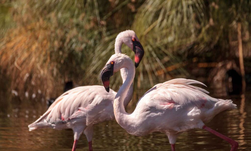 Lesser Flamingo pair