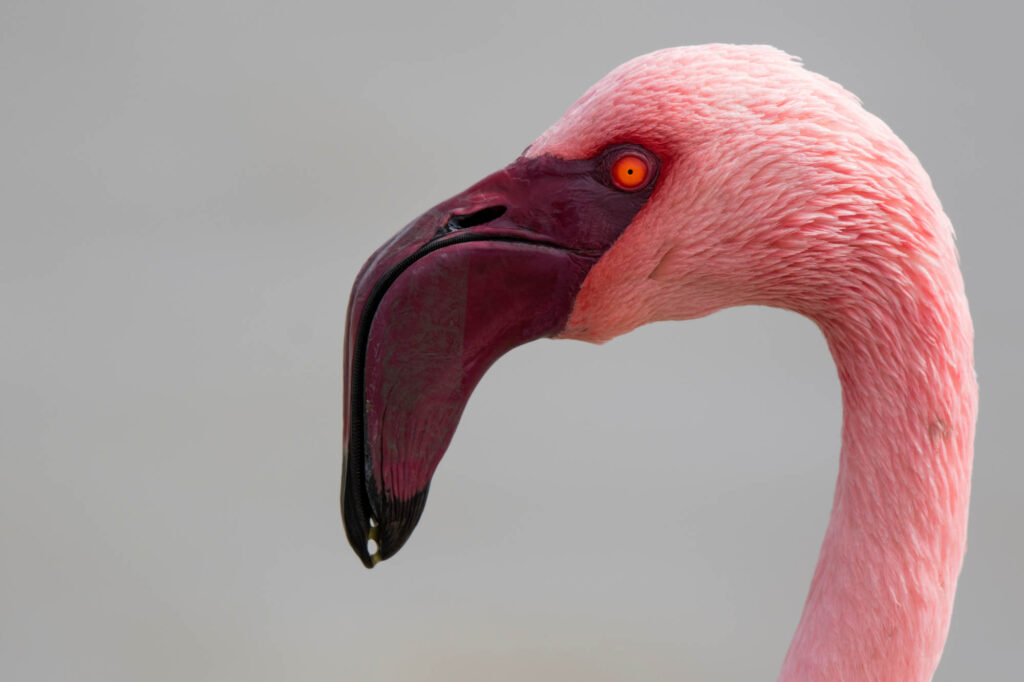 Lesser Flamingo portrait