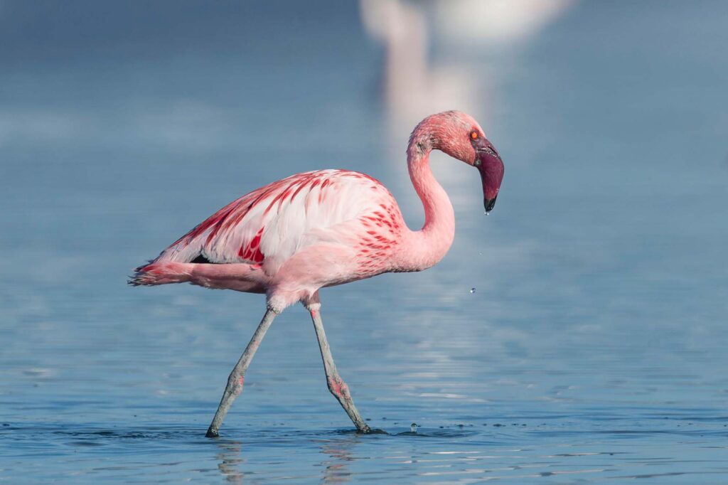 Lesser Flamingo full body photo