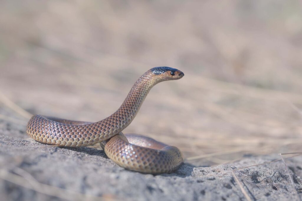 Little whip snake on basalt outcrop