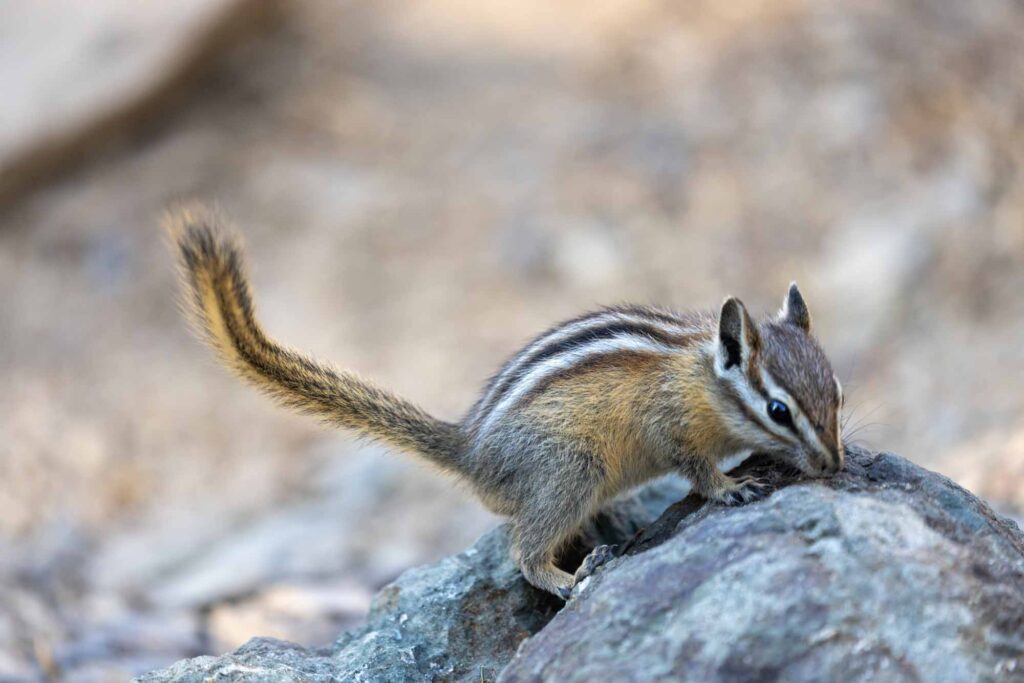 Long-eared chipmunk perched on a rock looking for food