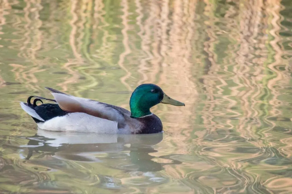Mallard duck crossing a lake