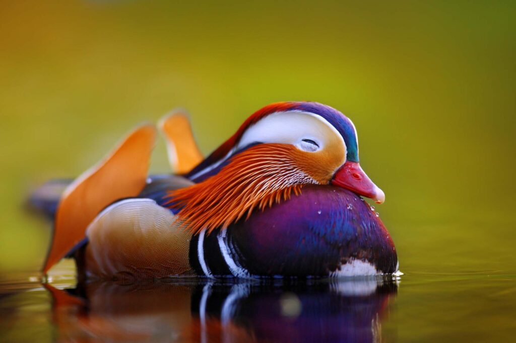 Mandarin duck floating