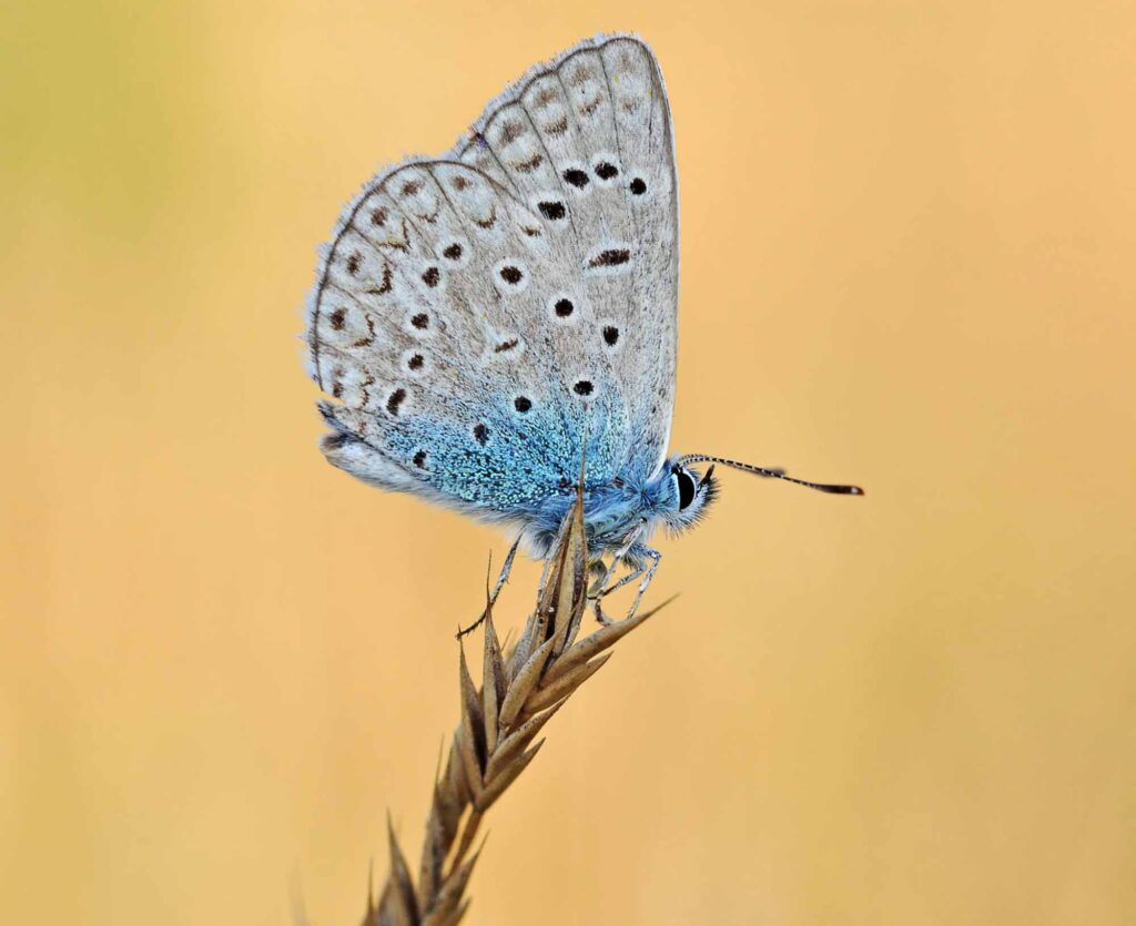 Mazarine blue butterfly on a branch