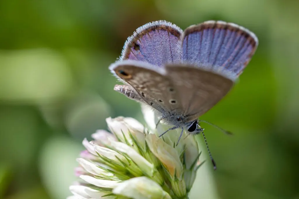Miami blue butterfly closeup