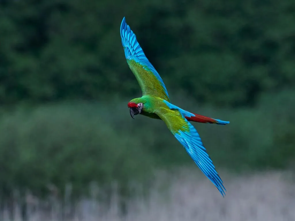 Military macaw in flight with vegetation in the background