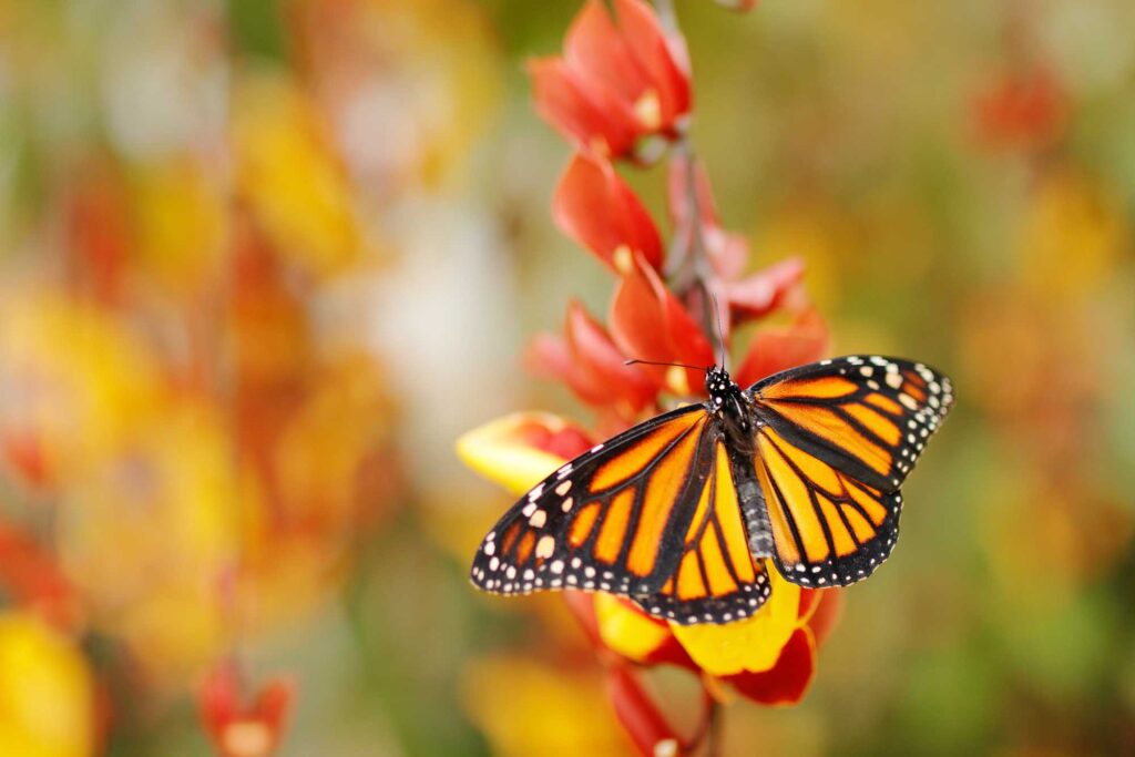 Monarch Butterfly in orange flower