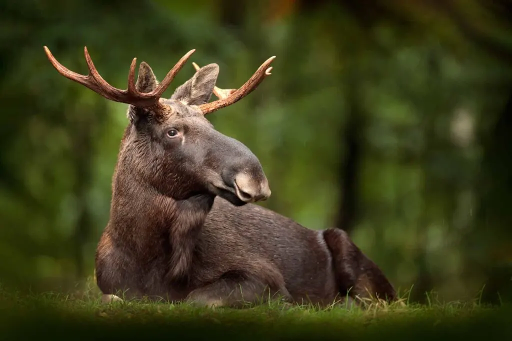 Moose resting on grass