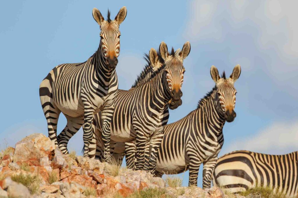 Cape mountain zebras in rocky mountains