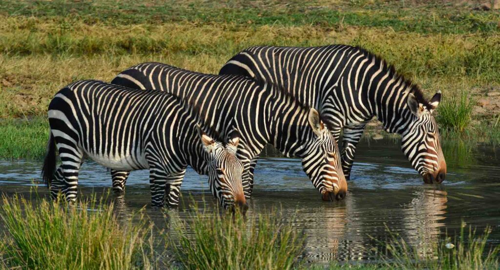Mountain zebras drinking water