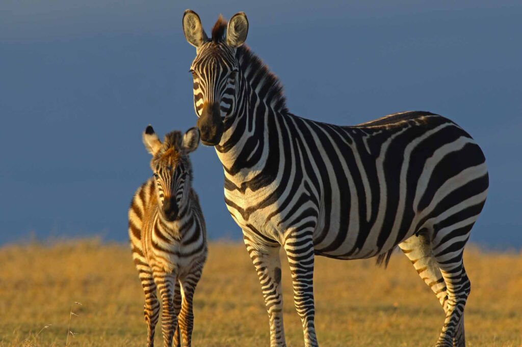Mountain zebra mother and foal