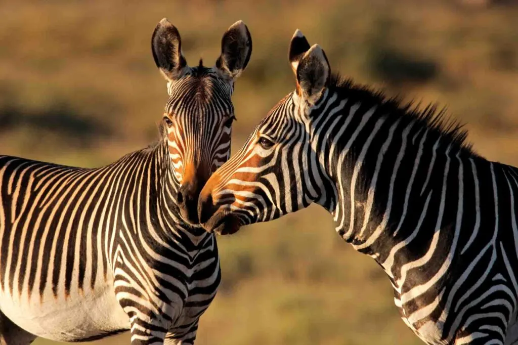 Endangered Cape Mountain Zebras (Equus zebra), Mountain Zebra National Park, South Africa