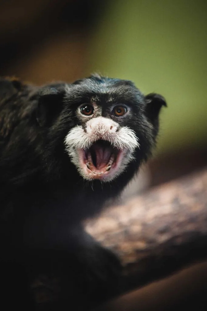 Moustached tamarin monkey