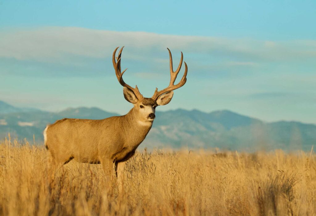 Mule Deer buck portrait