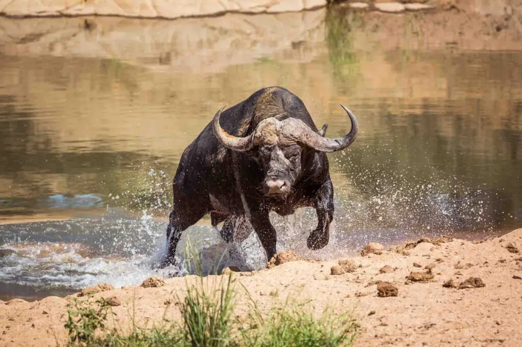 African buffalo also known as Cape buffalo