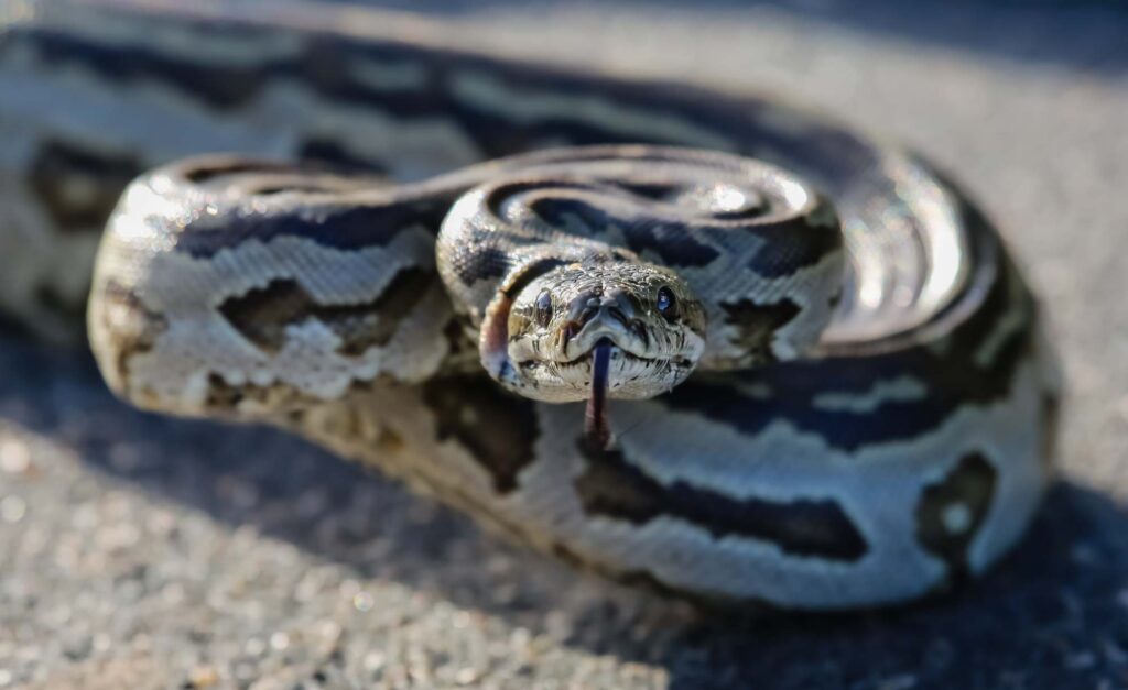 The African rock python is one of the most dangerous animals in Africa!