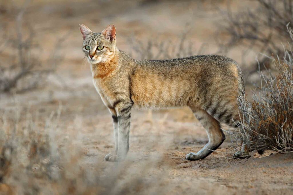 An African wild cat at Kalahari desert, South Africa
