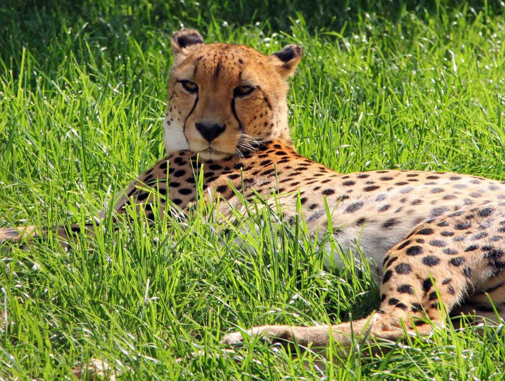 Asiatic cheetah resting on grass